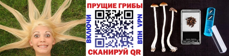 где купить наркотик  Любим  mega как зайти  Псилоцибиновые грибы Psilocybe 
